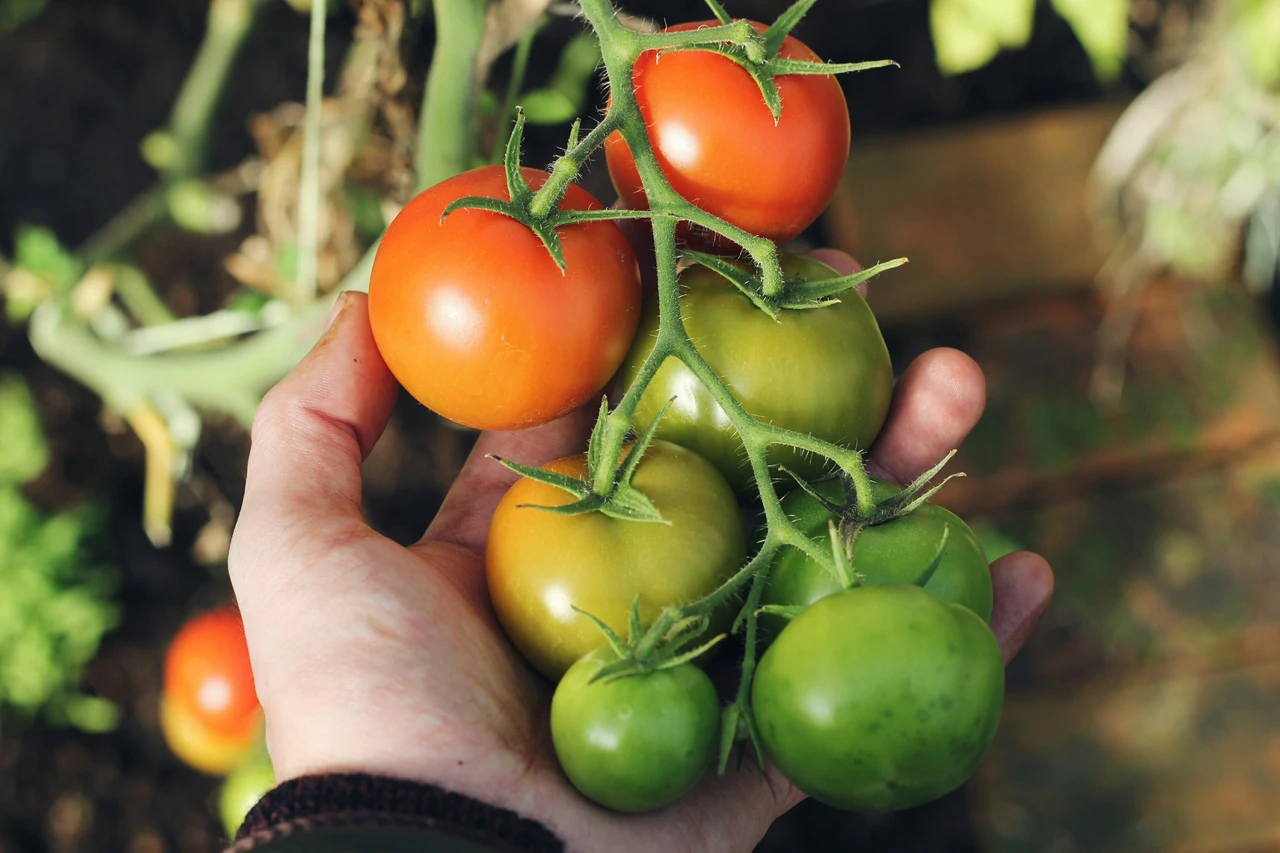 Come coltivare pomodori invernali